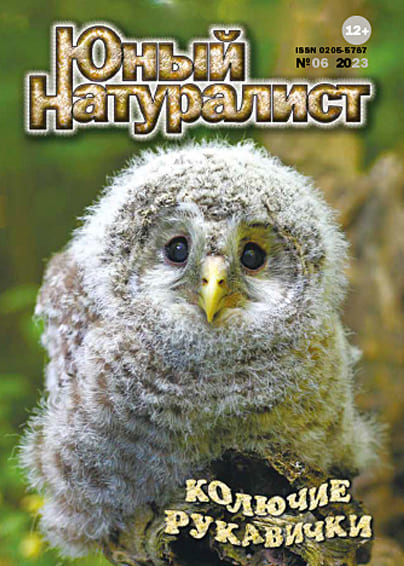 ���� ���������� (������). �������� ������